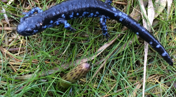 Blue Spotted Salamander!
