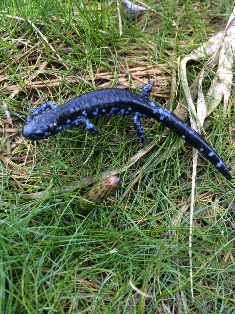 Blue Spotted Salamander