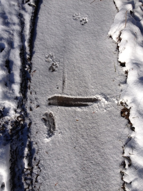 Coyote track - wipe out!