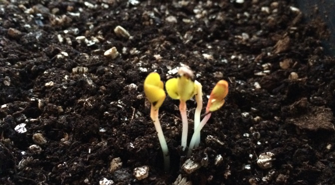 First Sprouts in Winter Indoor Garden